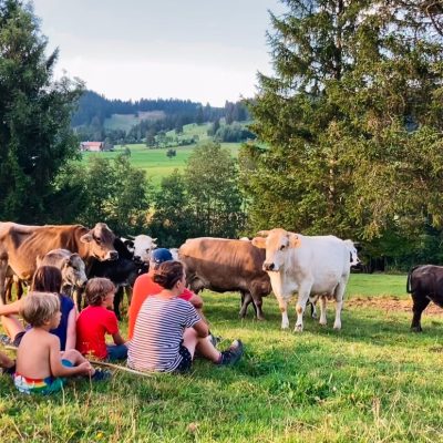 Kühe mit Winfried und Feriengästen