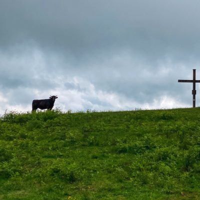Kuh am Gipfelkreuz
