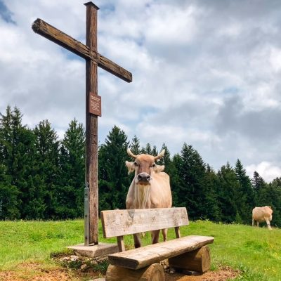 Kühe am Gipfelkreuz