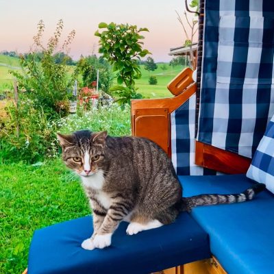 Carlo im Strandkorb