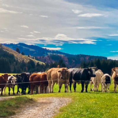 Unsere Kühe